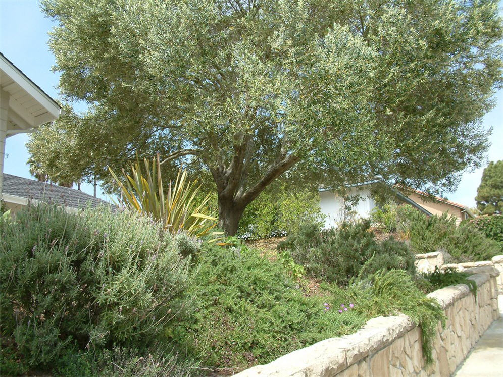 Alluring Olive Tree