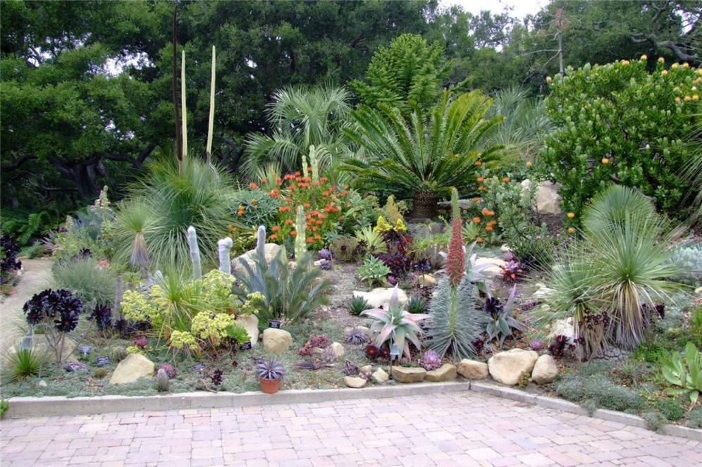 Cacti Succulent Garden