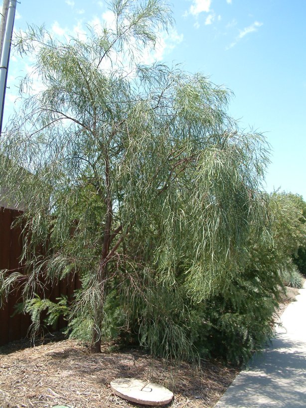Plant photo of: Acacia stenophylla