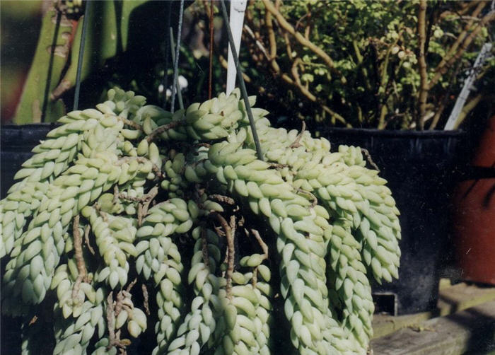 Plant photo of: Crassula argentea 'Crosby'