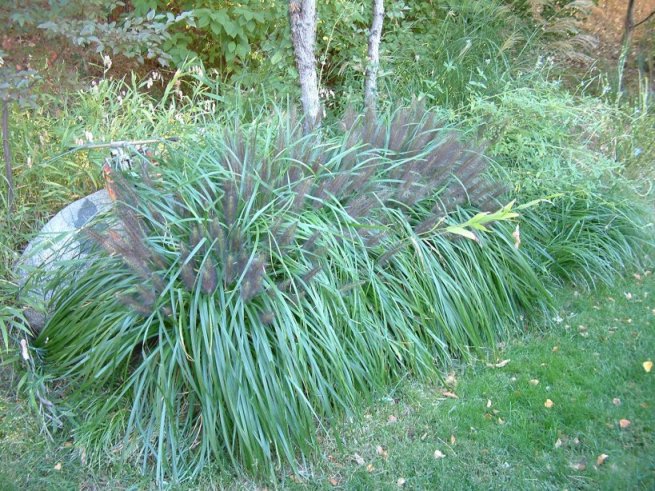 Plant photo of: Pennisetum alopecuroides 'Moudry'
