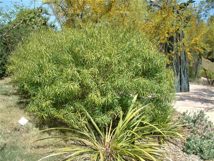Plant photo of: Thevetia peruviana