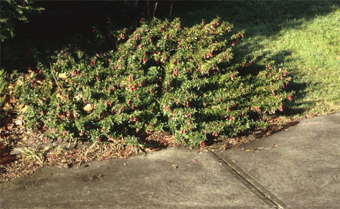 Australian Fuchsia