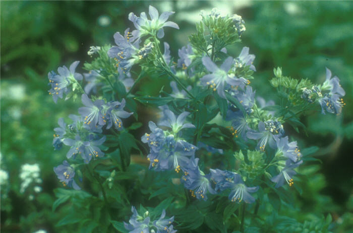 Plant photo of: Polemonium caeruleum 'Brise d'Anjou'