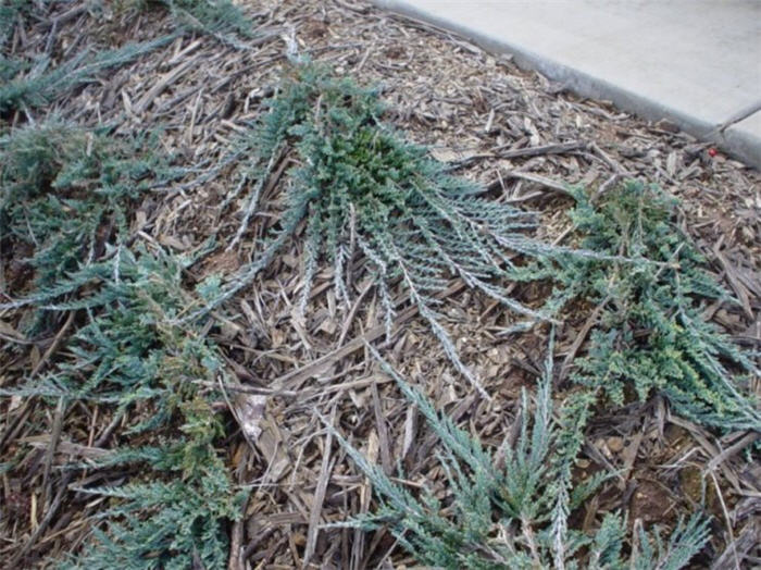 Plant photo of: Juniperus horizontalis 'Wiltonii'