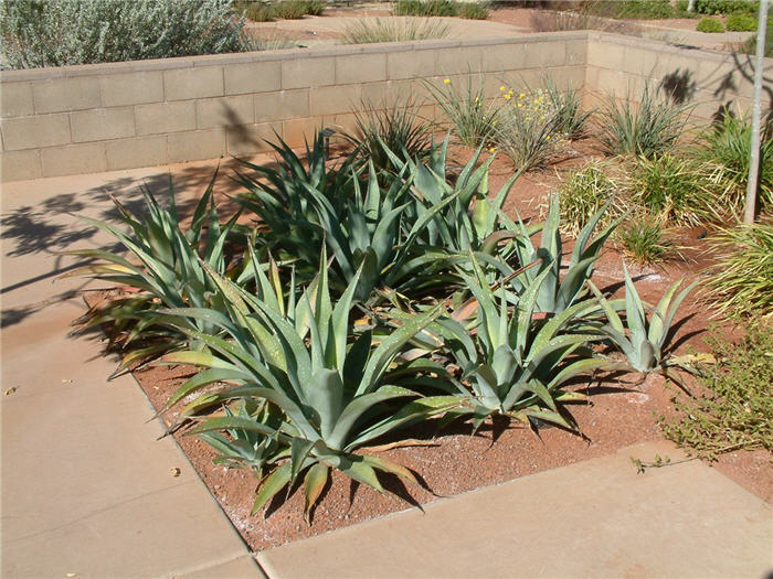 Smooth-edged Agave