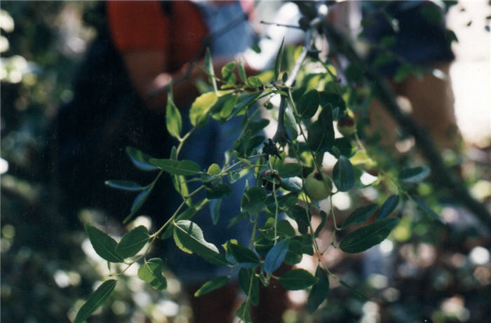 Plant photo of: Ziziphus jujuba