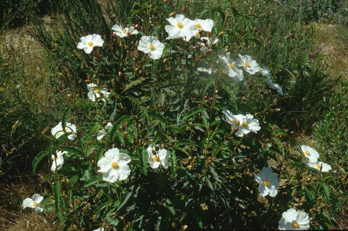 Plant photo of: Cistus 'Blanche'