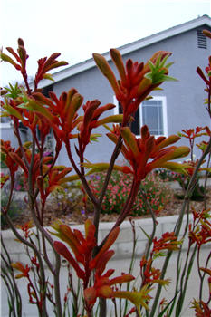 Plant photo of: Anigozanthos 'Big Red'