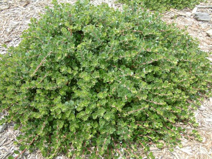 Plant photo of: Arctostaphylos 'Emerald Carpet'