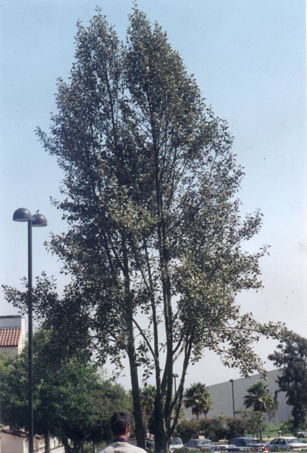 Primrose Tree, Cow Itch Tree
