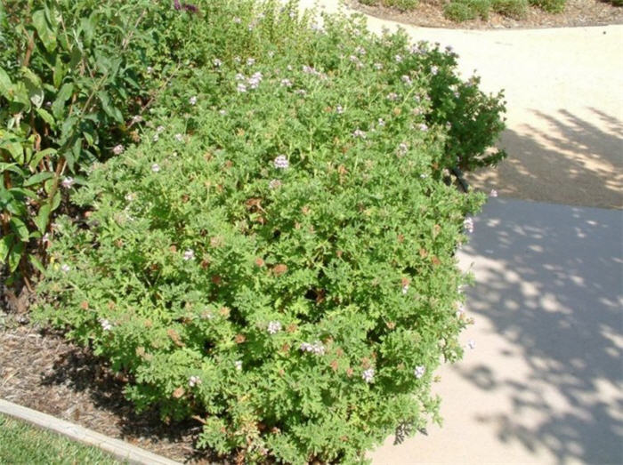Garden Geranium