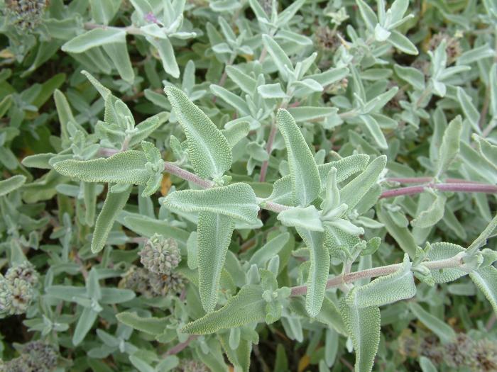 Salvia leucophylla 'Point Sal Spreader'