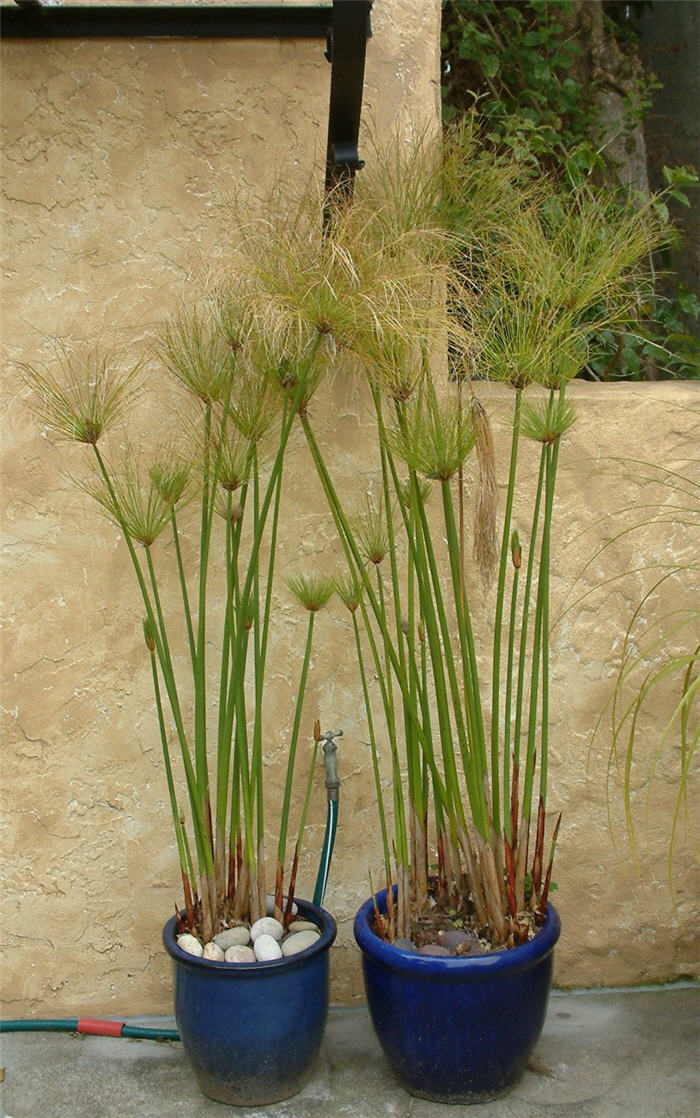 Plant photo of: Cyperus papyrus