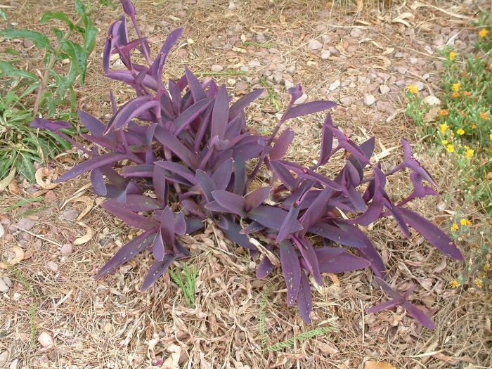 Plant photo of: Tradescantia pallida 'Purpurea'