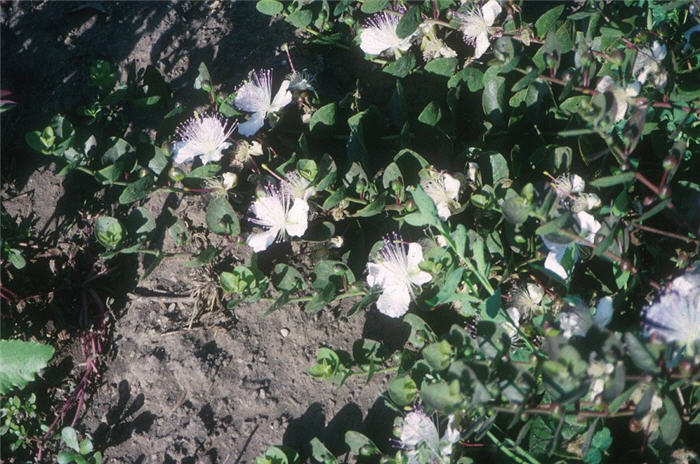Plant photo of: Capparis spinosa