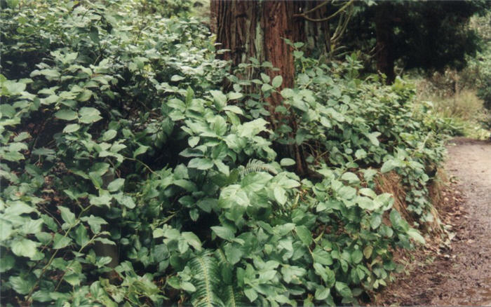 Plant photo of: Gaultheria shallon