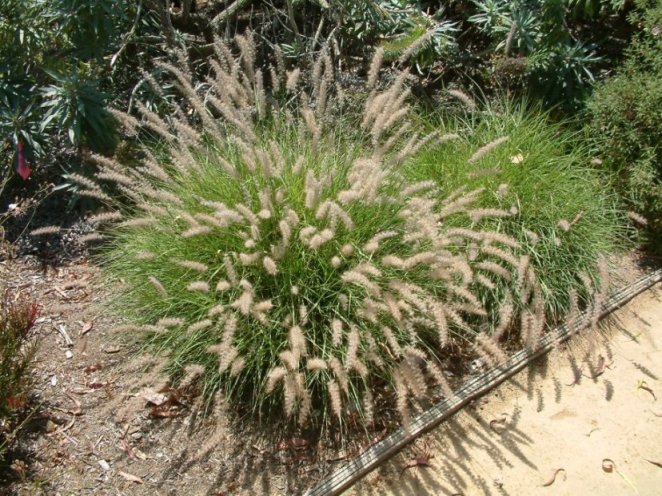 Pennisetum orientale