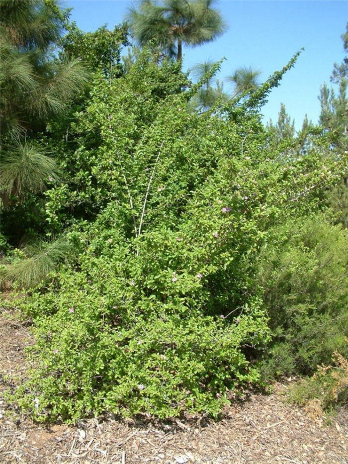 Plant photo of: Grewia occidentalis