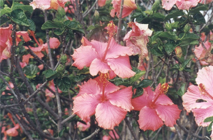 Plant photo of: Hibiscus rosa-sinensis