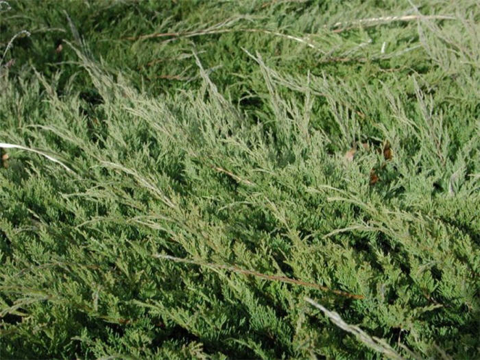 Juniperus sabina 'Buffalo'