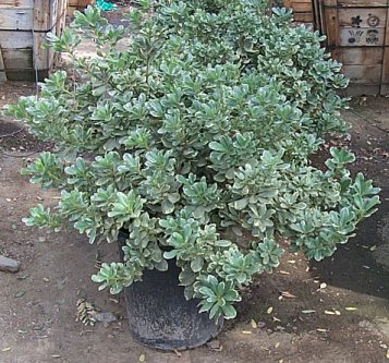 Plant photo of: Pittosporum tobira 'Variegata'