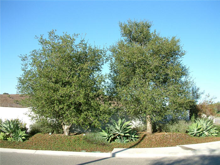 Plant photo of: Quercus agrifolia