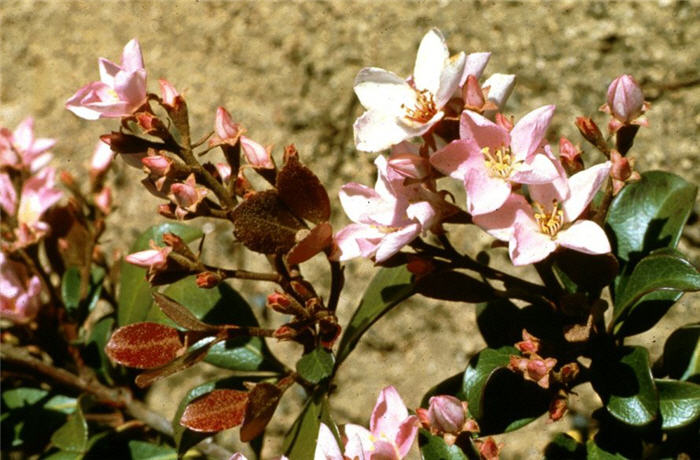 Plant photo of: Rhaphiolepis indica 'Rosea'