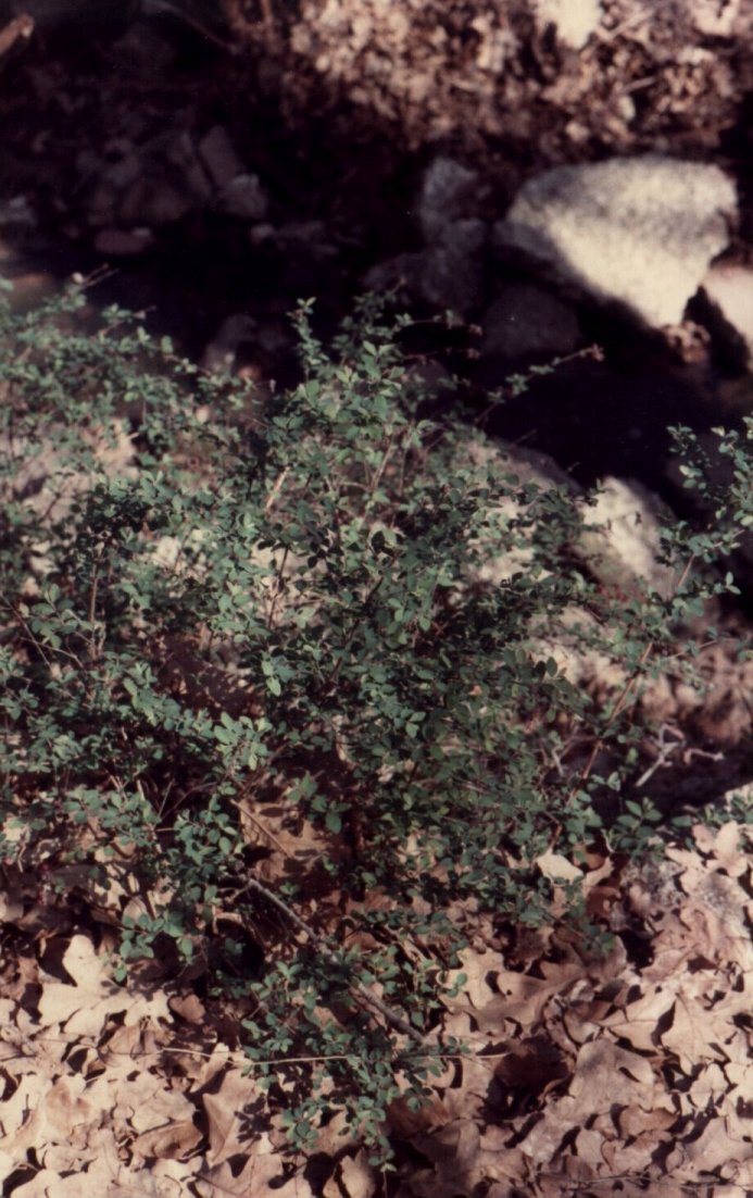 Plant photo of: Symphoricarpos orbiculatus