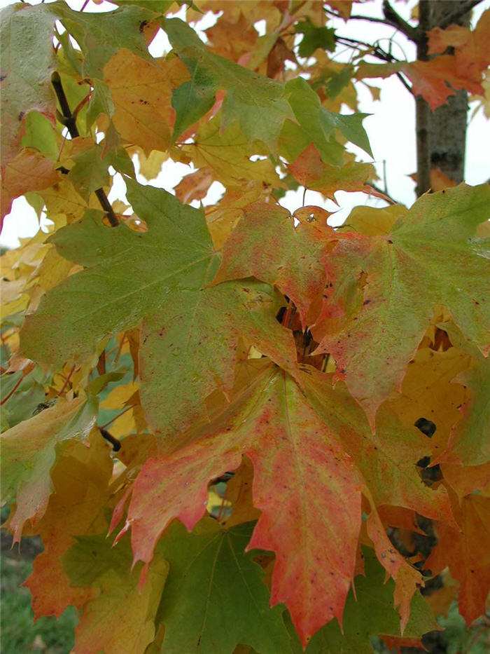 Plant photo of: Acer platanoides 'Columnare'